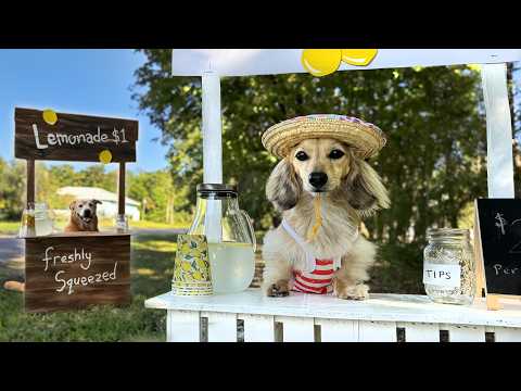 Battle of the LEMONADE STANDS! - (Cute Dog Sells Lemonade)