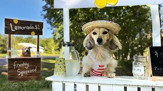 Battle of the LEMONADE STANDS!  (Cute Dog Sells Lemonade)