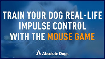 Impulse Control: Teach Your Dog Simple Self-Control With Mouse Game