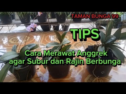 Video: Cara Menjadi Orang yang Konsisten: 13 Langkah (dengan Gambar)