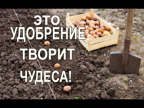 Картофель ЛУЧШЕЕ Органическое Удобрение для Картофеля при Посадке в Лунку для Увеличения Урожая