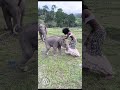 Playful baby elephant rips models skirt  world wild web wildlife shorts elephant