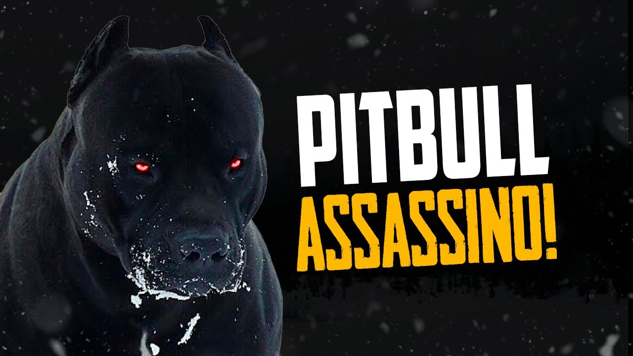 Pitbull é uma raça perigosa? - Desmistificando #3