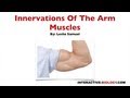 Arm Muscle Innervation Quiz