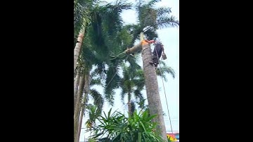 Hồi hộp pha cưa khớp cả đọt Cau Vua Khỉ Miền Tây #vuakhi #shorts