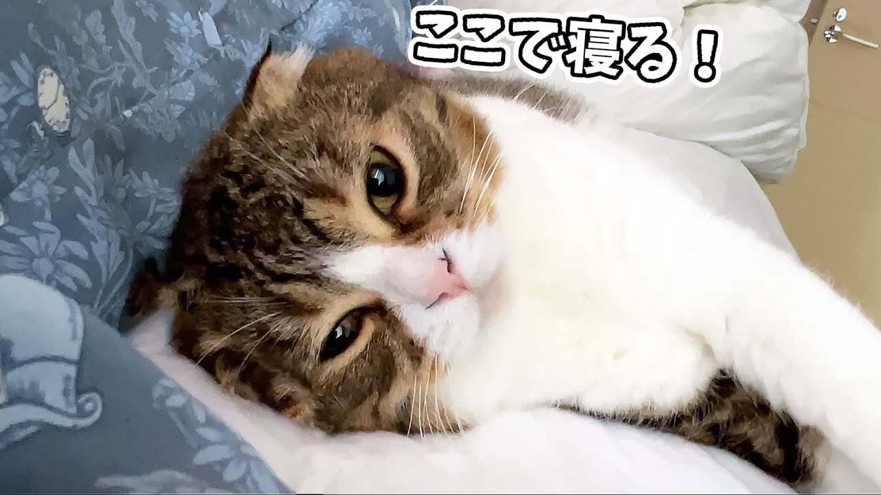 旅行から帰ってきたママにくっついて寝たい猫が可愛すぎた！ - YouTube