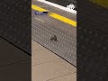 Sparring mice provide entertainment at London tube station