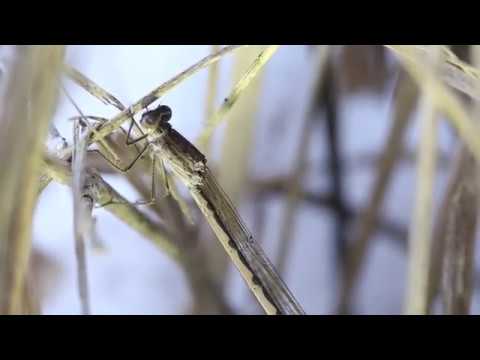 cold brew coffee Winter Damsel (Sympecma paedisca) Hibernating In Cold Ice & Snow 2Of7