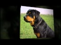 Private Dog Training Lessons Temecula CA Dog Trainers Private Dog Training Lessons Temecula CA Dog Trainers