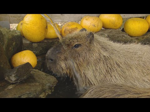 カピバラの長風呂対決 長崎バイオパーク初Vに密着!のYouTube動画サムネイル
