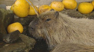 カピバラの長風呂対決　長崎バイオパーク初に密着