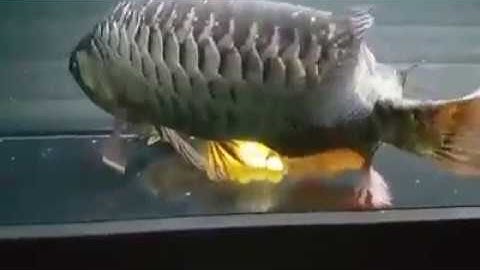 Cá rồng sinh sản