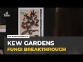 AI reveals biodiversity crisis in UK: Kew Gardens' fungi unlock future cures