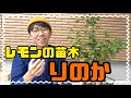 【レモン】璃の香(りのか)気になっている人は見て
