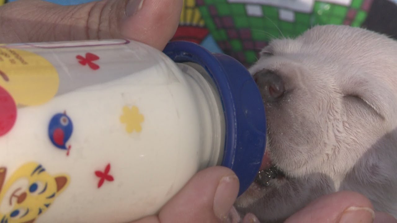 ABQ emergency vet clinic refuses treatment without more cash YouTube