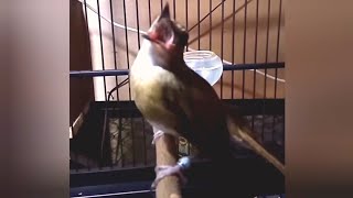 Suara Pancingan SRDC Bali Gacor Ngotot paling Ampuh membuat srdc sekitar Nyaut Gacor seketika