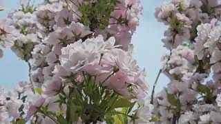 Prunus serrulata 'Amanogawa' višeň pilovitá