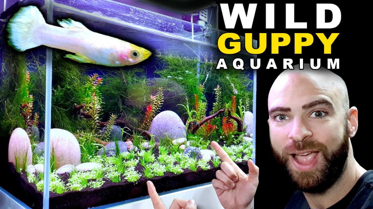 Wild Natural Guppy Breeding Aquarium 2 Step By Step Md