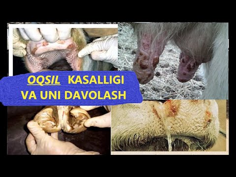 Video: Uy Hayvonlarida Yakka Mast Hujayralari O'simtasini Davolash