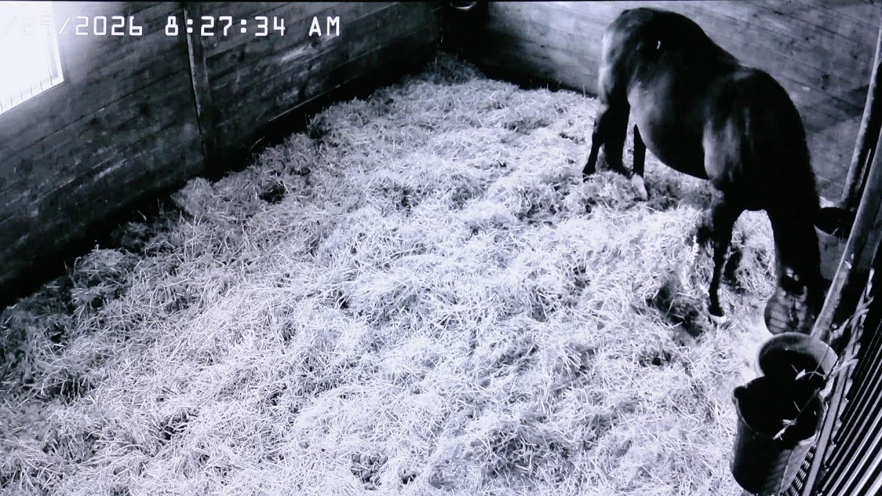 Live Foal Watch and DND with Raven 🐴🎮 | 01.28.26 pt.2 - DND New Campaign