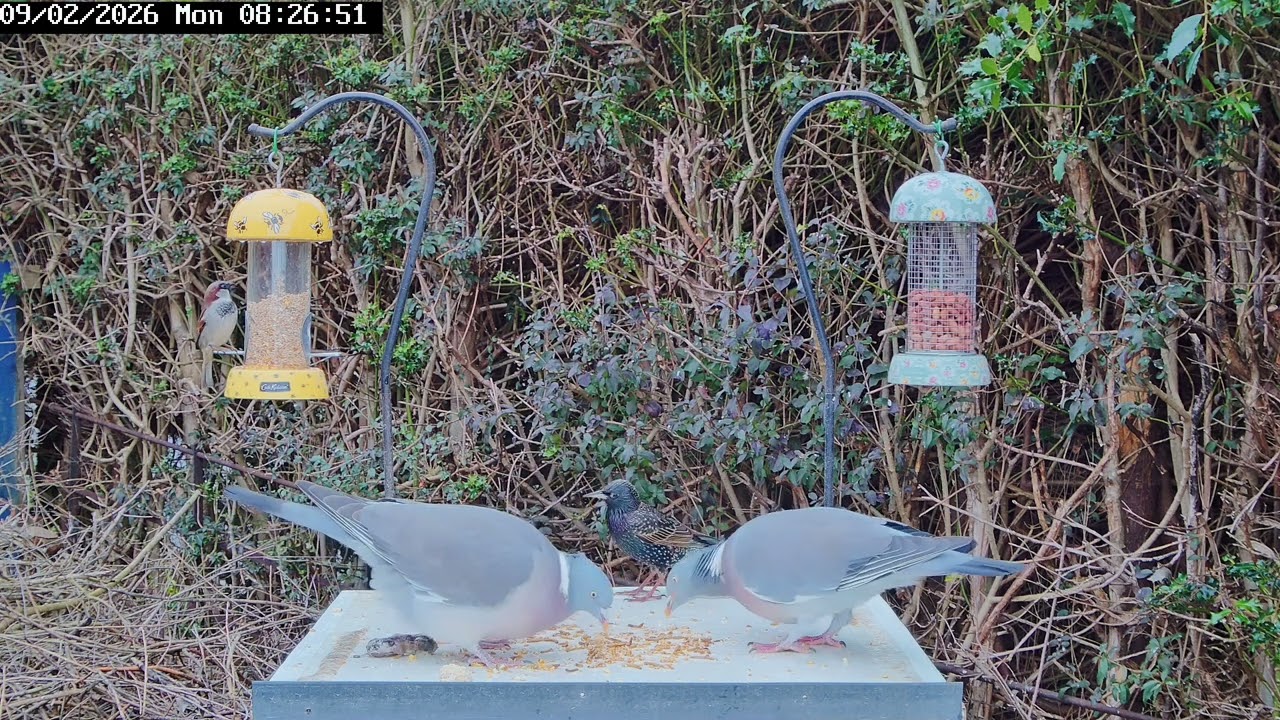 Pigeon poop, 9th February 2026