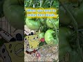 How to get tomatoes to ripen! #funny #shorts #gardenhumor #gardening #trending #Meme #capcut #Meme