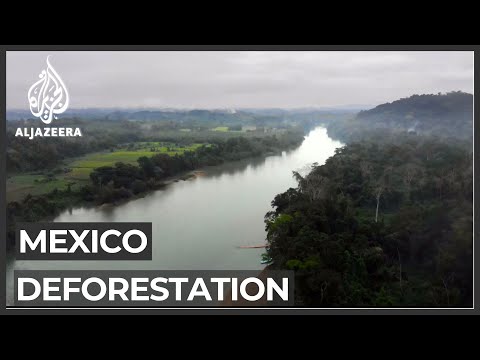 More than 90 percent of Mexico's Lacandon jungle deforested