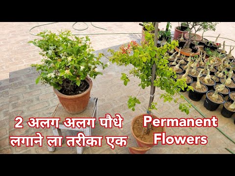 2 अलग अलग पौधे लगाने का तरीका एक / परमानेंट फ्लावर प्लांट्स / Mogra - Madhumalti 