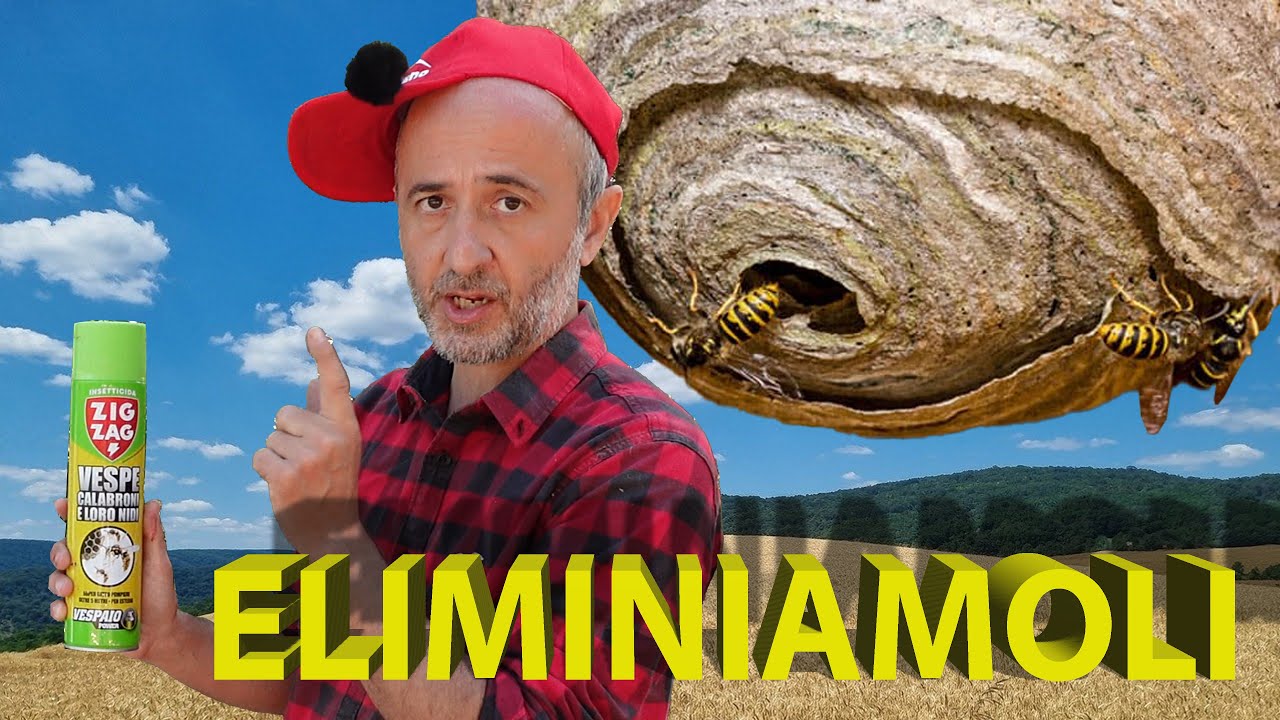 Nido di Calabroni. Come sono fatti, come eliminarli - YouTube