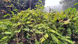 Bangladesh National Botanical Garden: Full View of the park