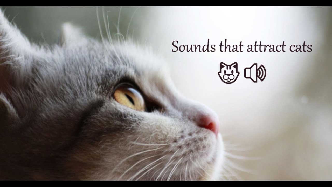 Sounds that attract cats. Meows to ATTRACT Your CAT YouTube