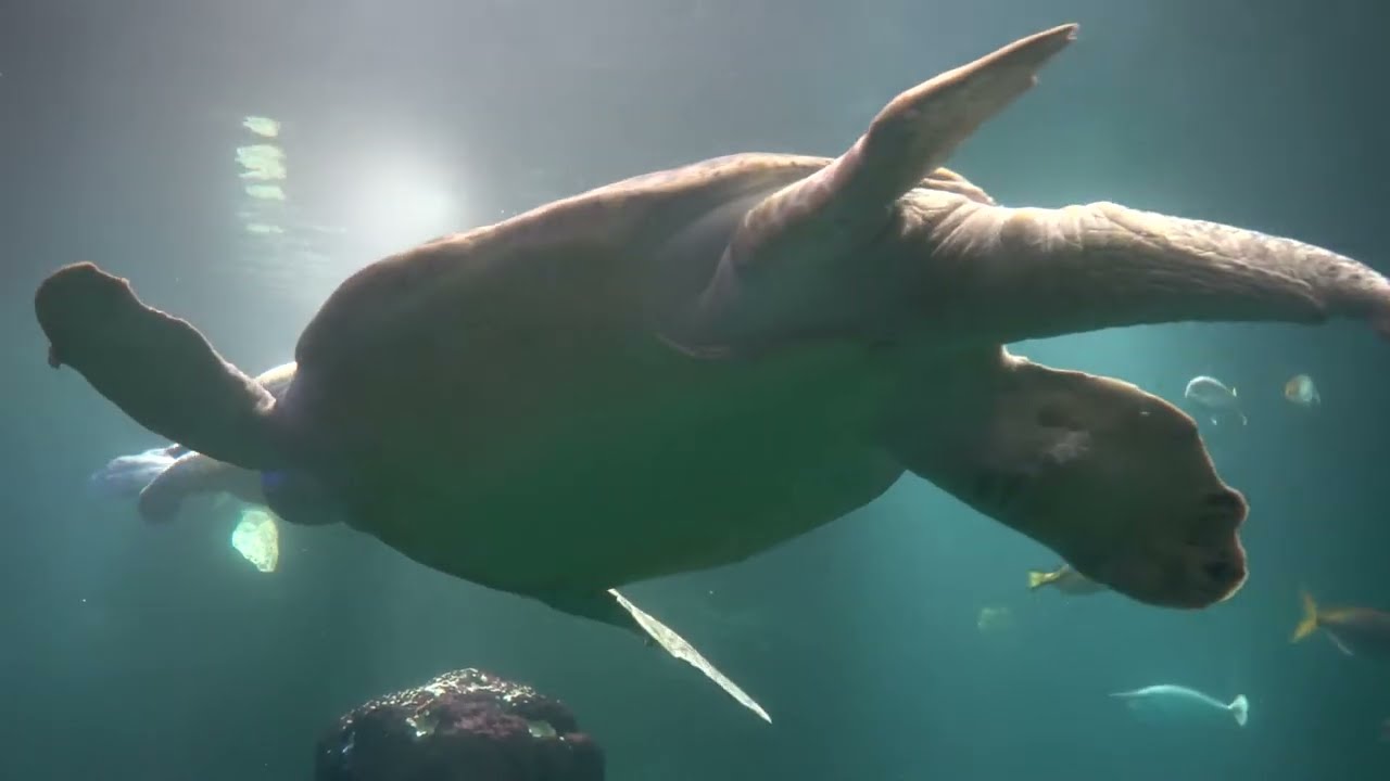 green sea turtles in Animazia in Wildlands Adventure Zoo Emmen