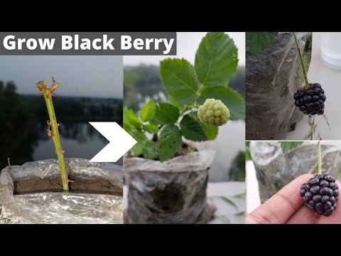 Video: Blackberry-vermeerdering Door Stekken: Hoe Vermeerder Je Het Door Stekken In Het Voorjaar En De Zomer? Hoe Groen En Wortelstekken Planten? Hoe Ze Thuis Te Rooten?