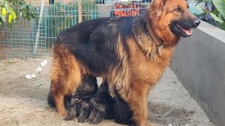 Beautiful Long Haired German Shepherd Puppies Mother n Baby Dog Videos