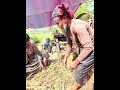 আখের রস দিয়ে গুড় তৈরী হচ্ছে #Tushar_Mahmud_Official