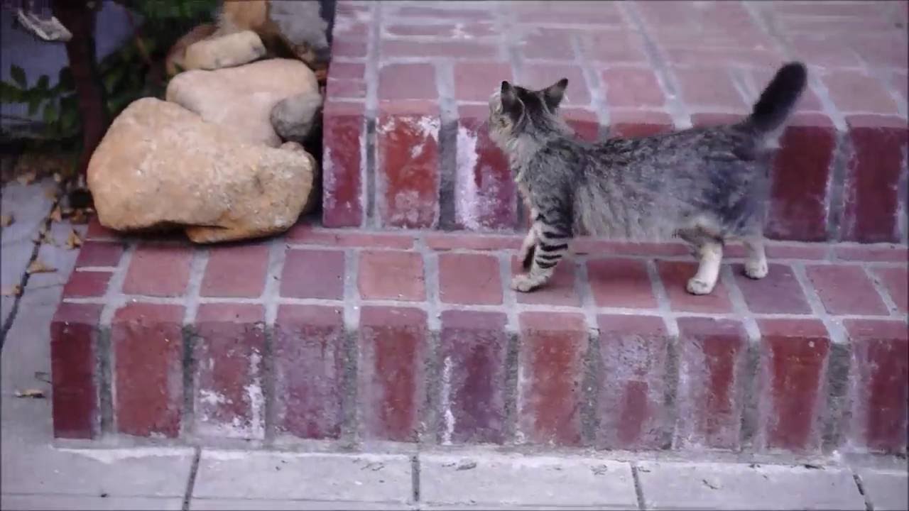 Kittens chasing butterflies