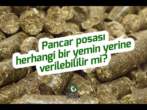 Video: Pancar posasını nasıl beslersiniz?