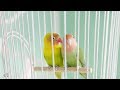 ホーチキ TV-CM カゴの鳥シリーズ 「動け！」篇
