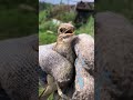 Сорокопут . Маленький но удаленький