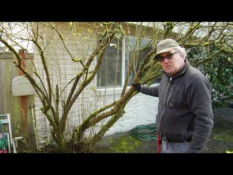 Properly Pruning Lilac Trees w/ Seattle Arborist Chip Kennaugh