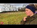 Can 1 Ram cover all 87 ewes?  Lizzy vlogs 17 days of tupping!