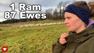 Can 1 Ram cover all 87 ewes?  Lizzy vlogs 17 days of tupping!