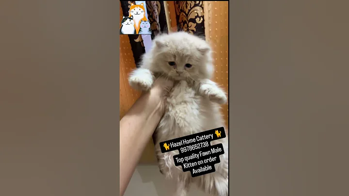 Video 10447851: himalayan cat, persian cat, catlife cute, pets