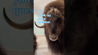Prepare for a Cold Winter Like a Musk Ox ❄️ #animalfacts #diorama #naturalhistory
