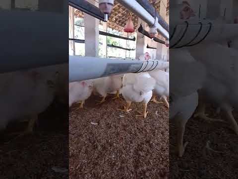 Males chicken drinking