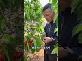 Surprise Cherry Harvest After a Wait