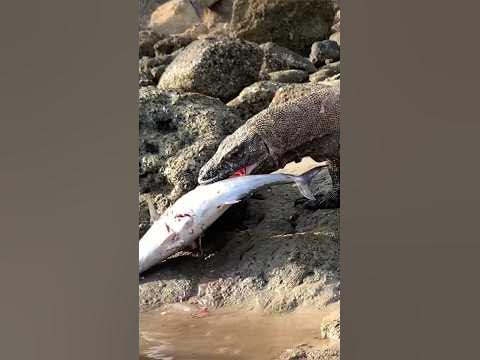 KOMODO: The most dangerous and deadliest reptile - YouTube