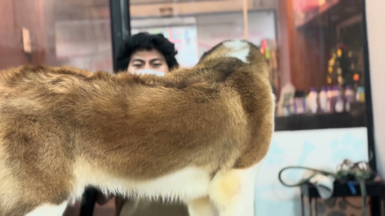 Saint Bernard *dog grooming*@ramapetstudio