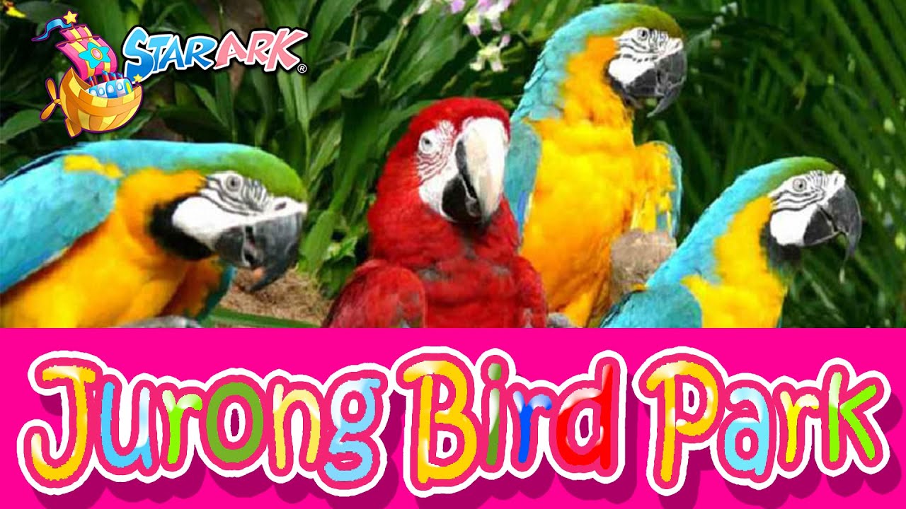 03 Jurong Bird Park Song - StarArk Sing and Learn English【裕廊飞禽公园歌 -  星童谣唱歌学英语】