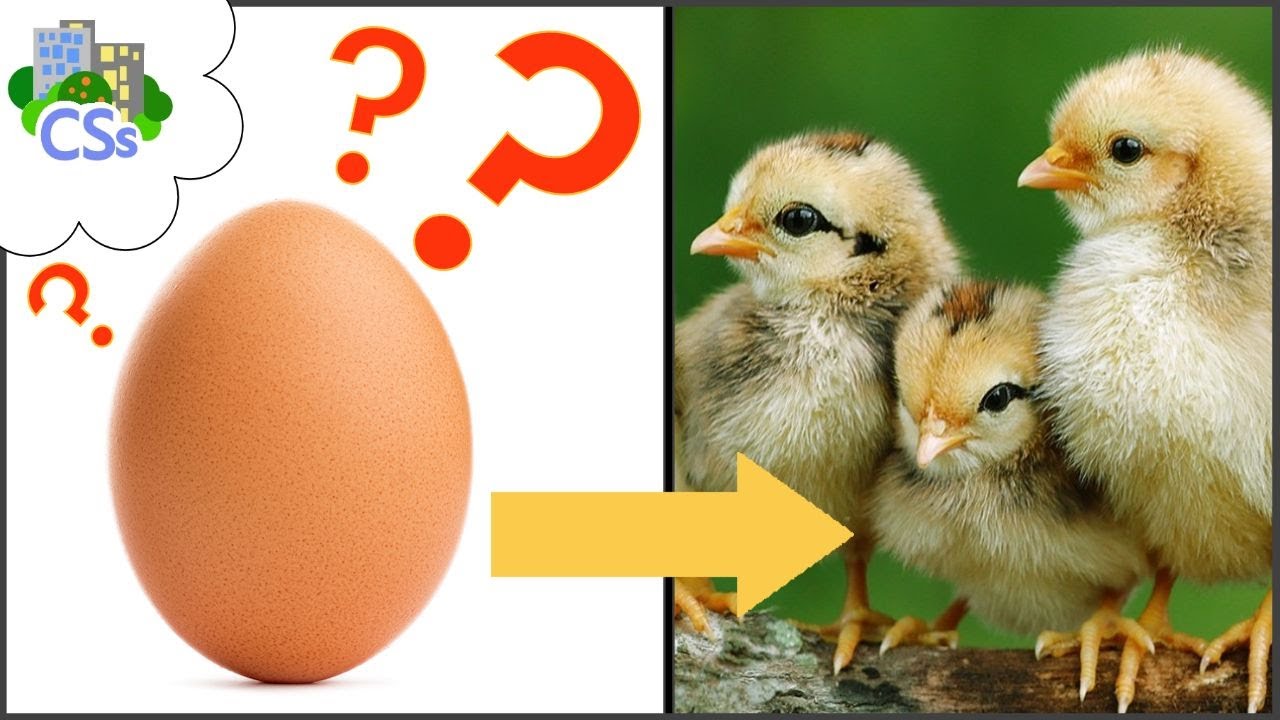 Everything You Need to Start Raising Chicks - YouTube